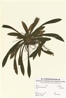 藏品(臺灣胡麻花)的圖片